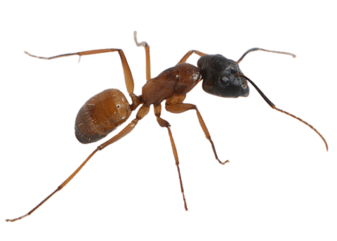 hormiga carpintera