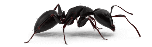 hormiga en fondo blanco png eliminar hormigas