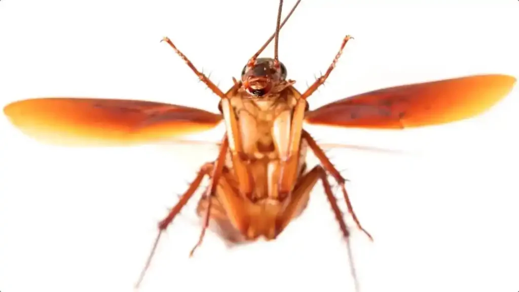 cucaracha voladora atacando
