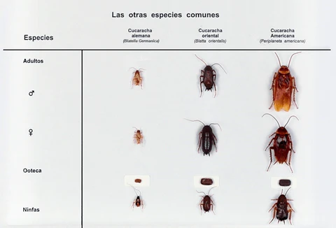 ciclo de vida cucarachas