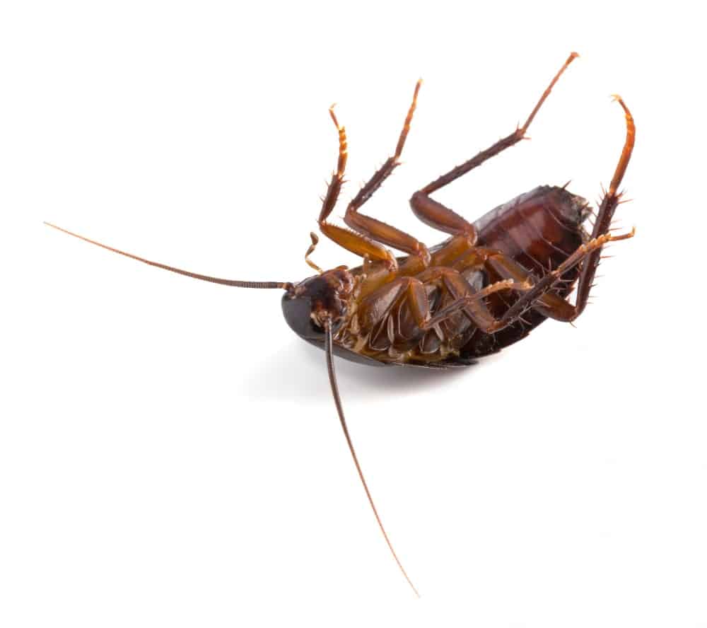 Fumigar Cucarachas