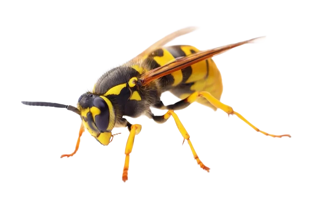 avispa amarilla fondo blanco