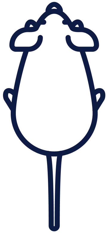 logo ratón png