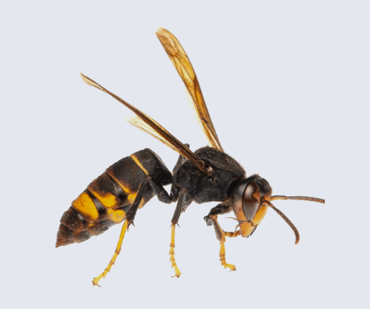avispa asiatica