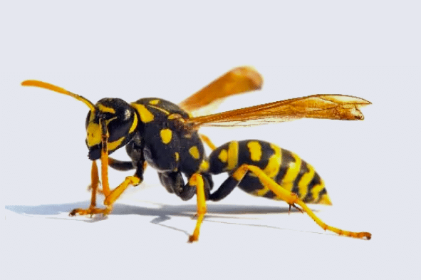 avispa comun