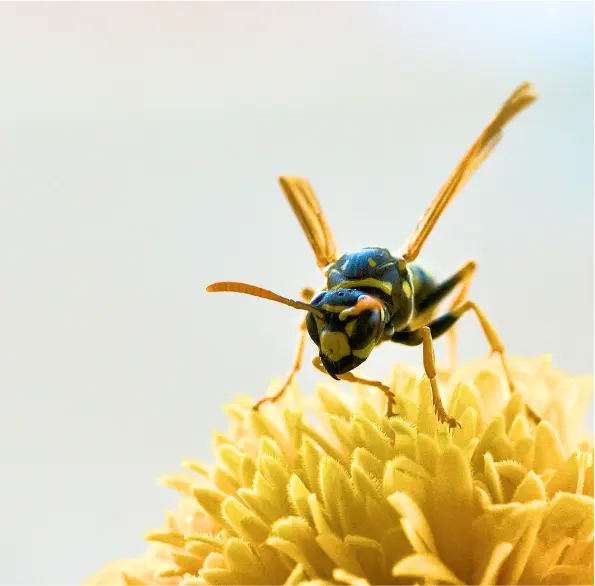 avispa asiatica en flor