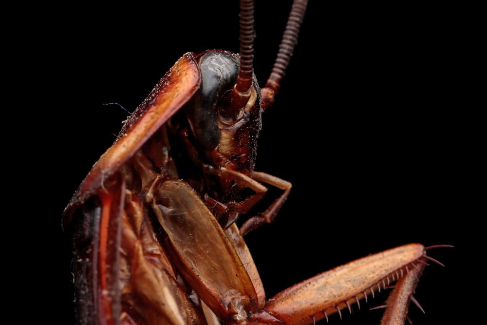 cucaracha zoom