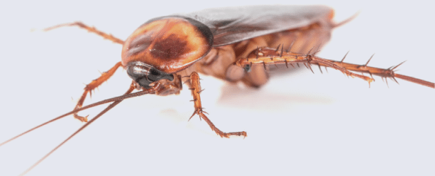 fumigar cucarachas