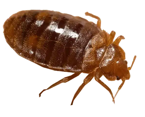chinche png