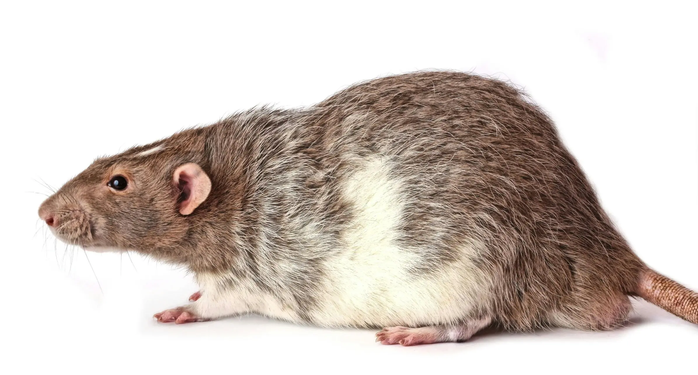 ratas y ratones