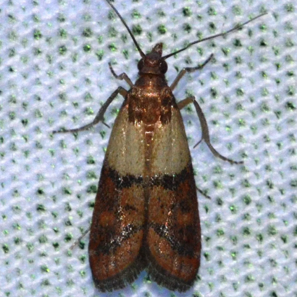 Polilla de la fruta seca
