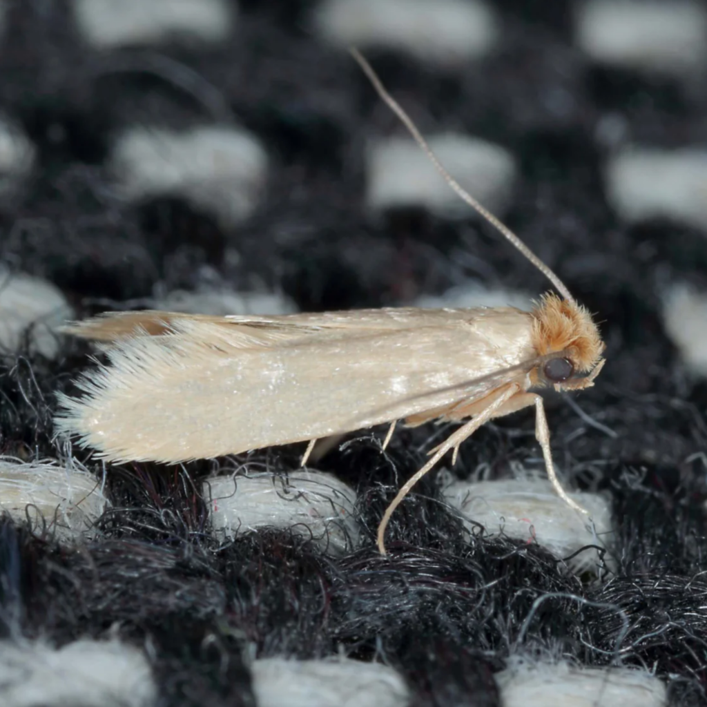 polilla de la ropa