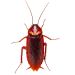 cucaracha.png