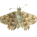transparent-insect-moths-and-butterflies-moth-lymantria-dispar-5d94d707976ba8.5662863615700354636202-removebg-preview